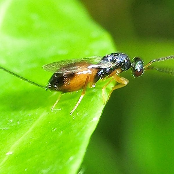 Insects Id: Torymus (Torymus)
