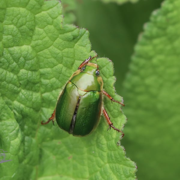 Mimela passerinii