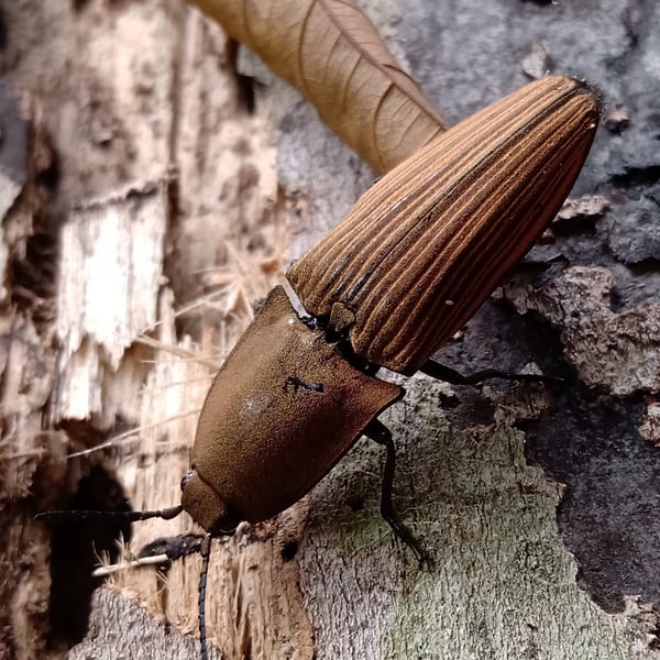 Chalcolepidius virens