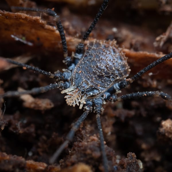 Dendrolasma mirabile