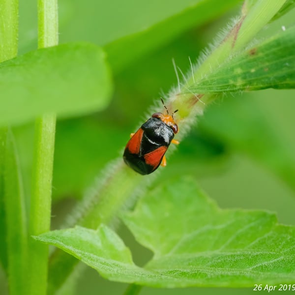 Geocoris flaviceps
