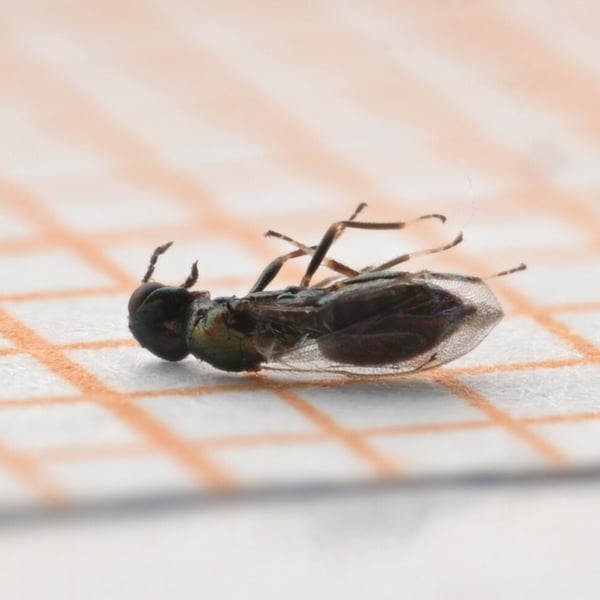 Diglyphus isaea