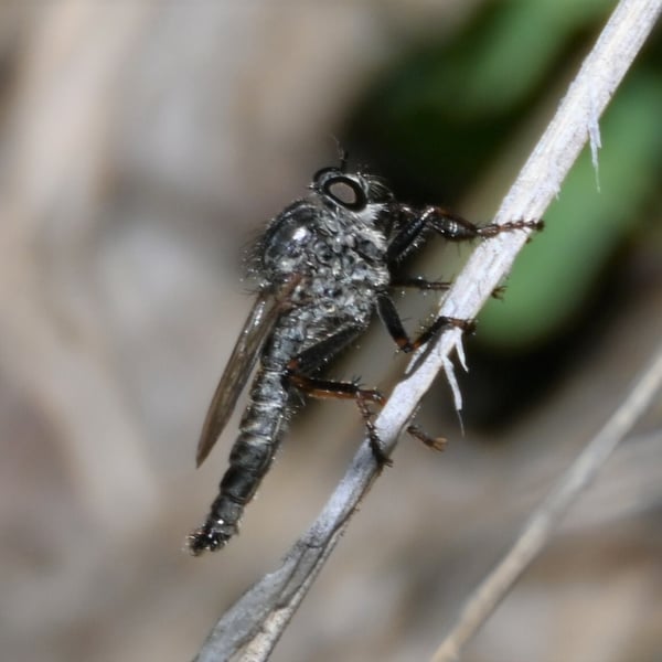 Machimus callidus