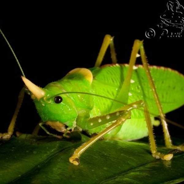 Copiphora rhinoceros