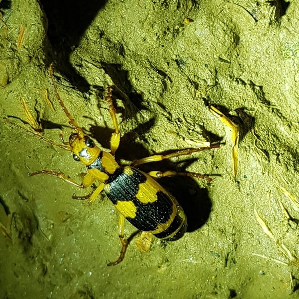 Pheropsophus jessoensis