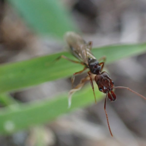 Insects Id: Rough-node Trap-jaw Ant (Odontomachus ruginodis)