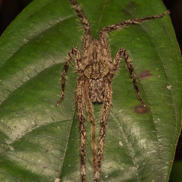 Pandercetes nigrogularis