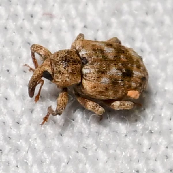 Conotrachelus recessus