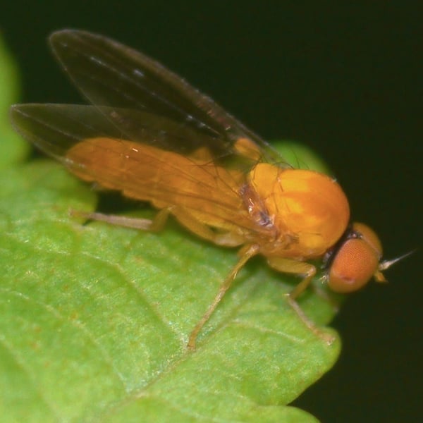 Agathomyia