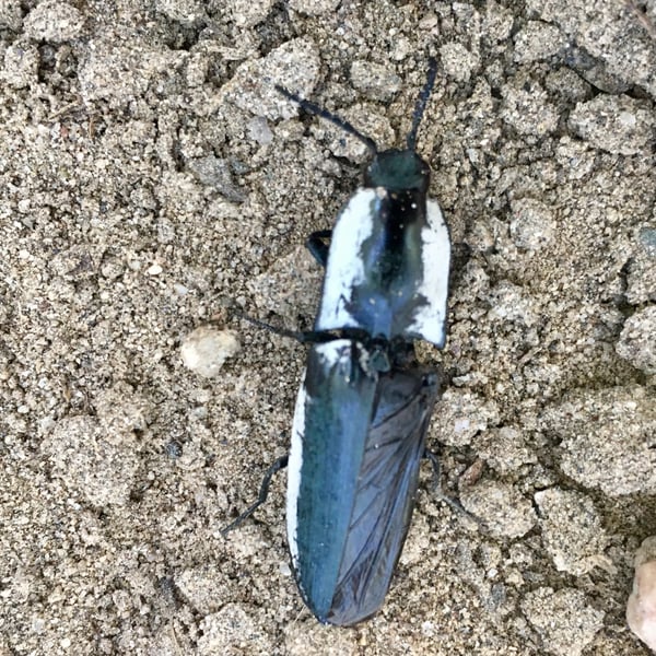 Chalcolepidius webbi