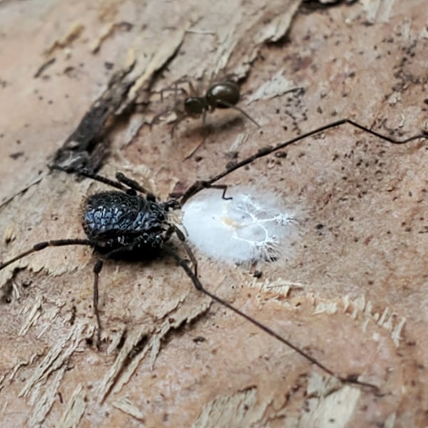 Dendrolasma