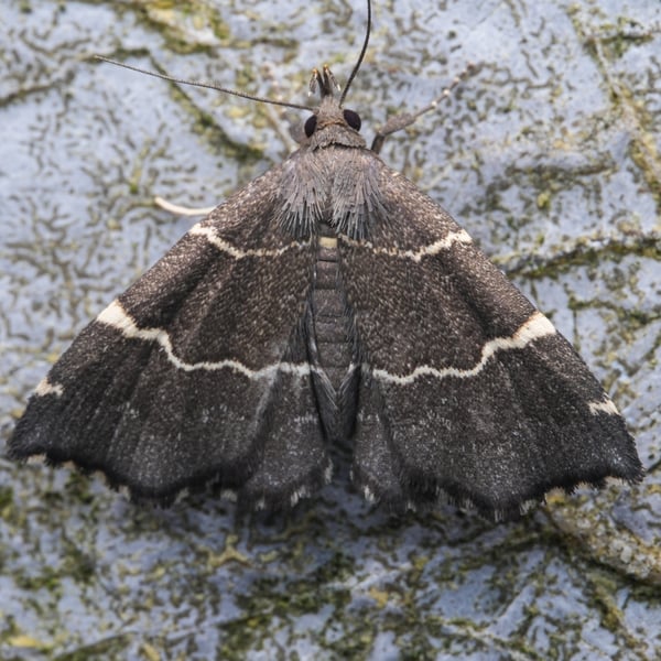 Bertula spacoalis