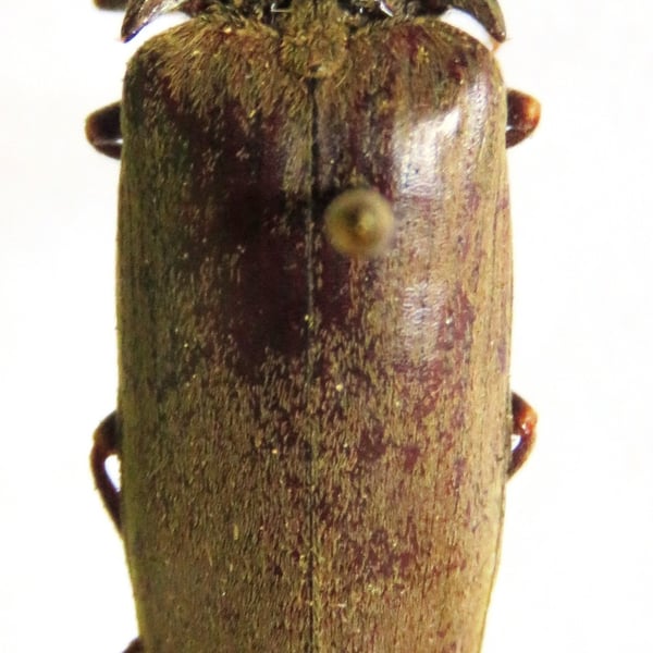 Pyrophorus indistinctus