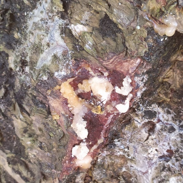 Melipona scutellaris