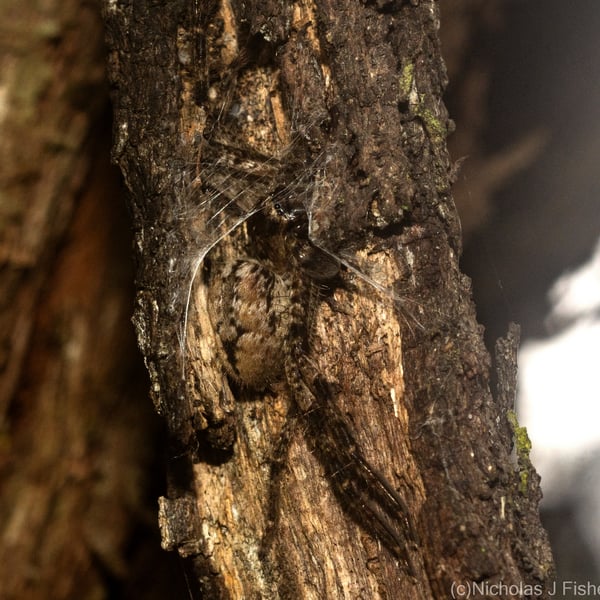 Isopedella flavida