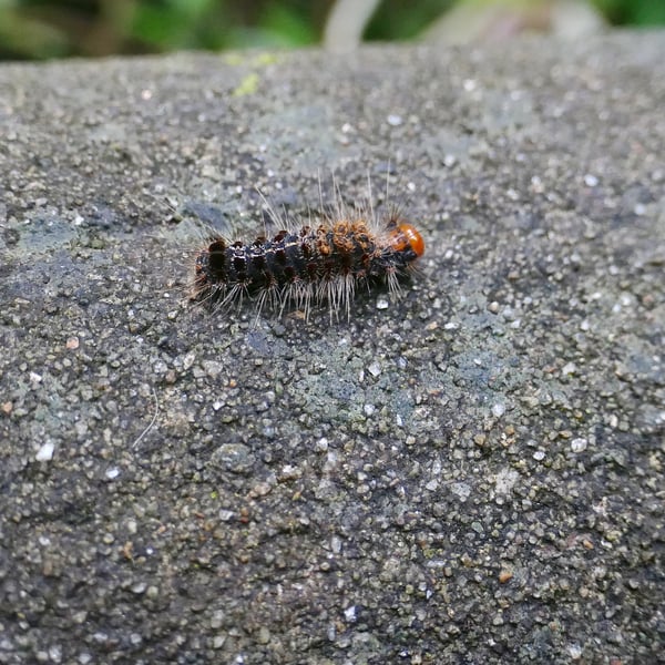 Artaxa digramma