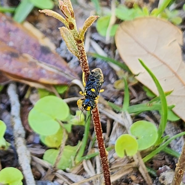 Neurotoma edwardi