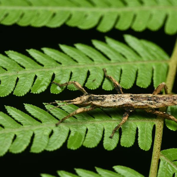 Orestes guangxiensis