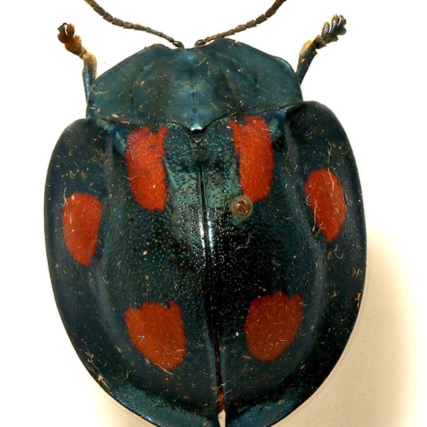 Stolas illustris