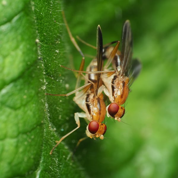 Clusia lateralis