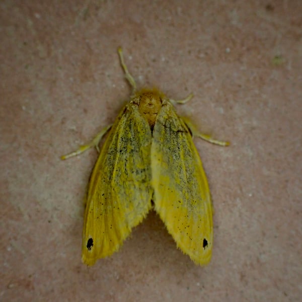 Artaxa tuhana