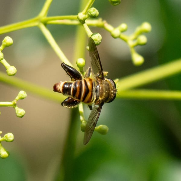 Mallota curvigaster