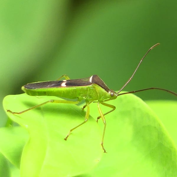 Insects Id: Homoeocerus meniscus (Homoeocerus meniscus)