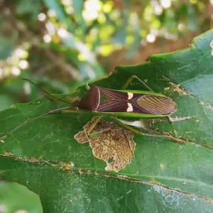 Insects Id: Homoeocerus meniscus (Homoeocerus meniscus)