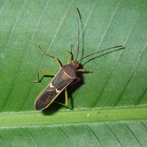 Insects Id: Homoeocerus meniscus (Homoeocerus meniscus)