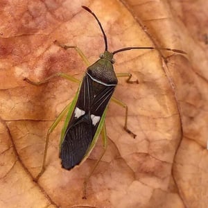 Insects Id: Homoeocerus meniscus (Homoeocerus meniscus)
