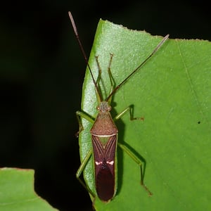 Insects Id: Homoeocerus meniscus (Homoeocerus meniscus)