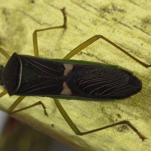 Insects Id: Homoeocerus meniscus (Homoeocerus meniscus)