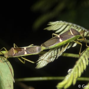 Insects Id: Homoeocerus meniscus (Homoeocerus meniscus)