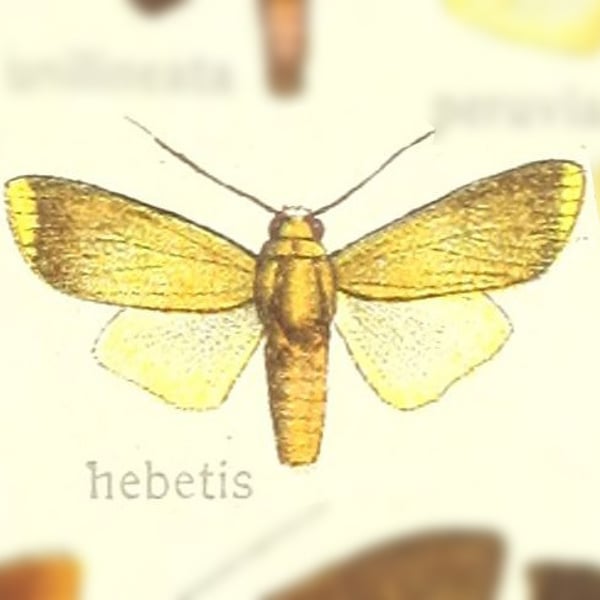 Melese hebetis