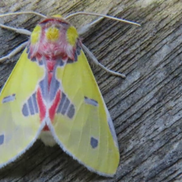Idalus citrina
