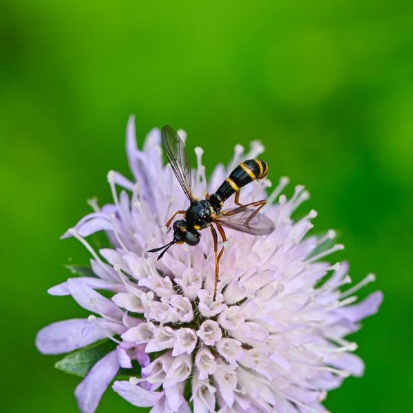 Conops quadrifasciatus