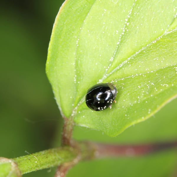 Hyperaspis concolor