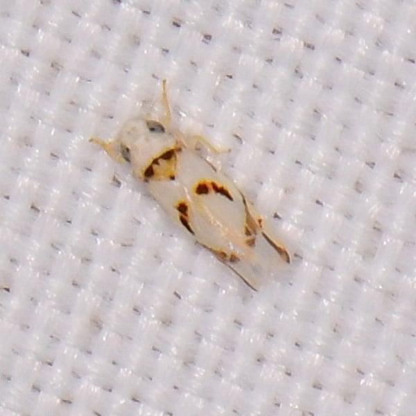 Eratoneura lunata