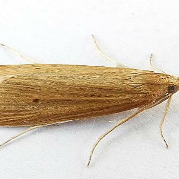 Donacaula roscidellus