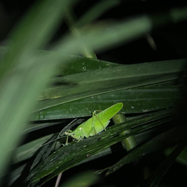 Copiphora cultricornis