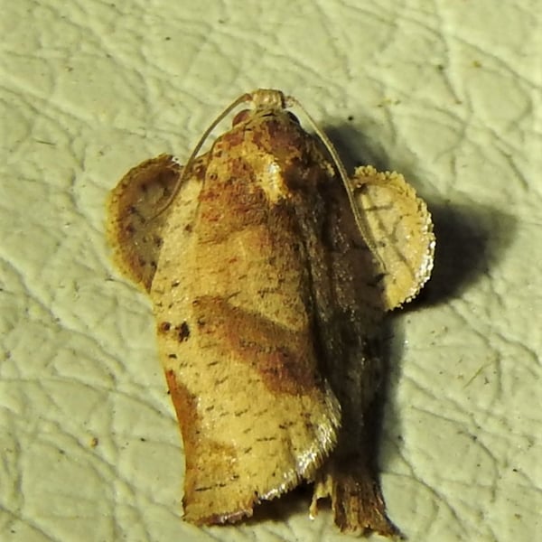 Homona trachyptera