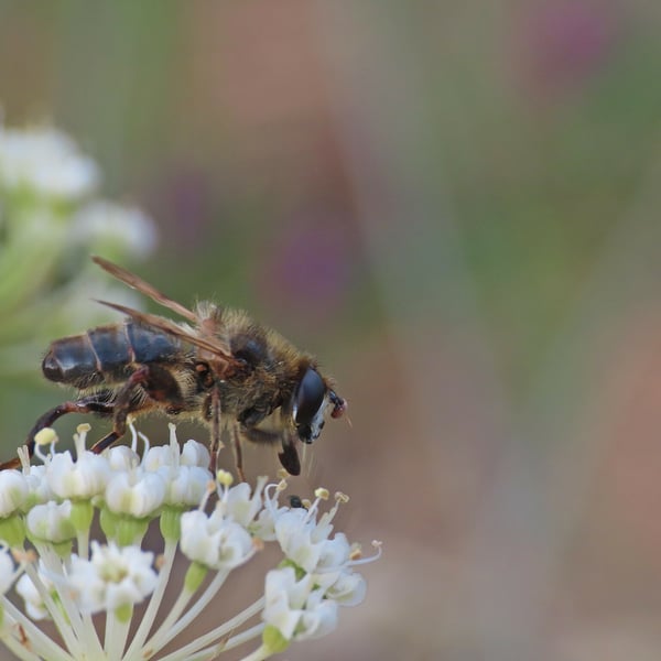 Mallota dusmeti