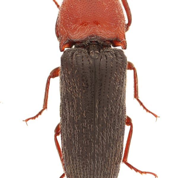 Melanotus leonardi