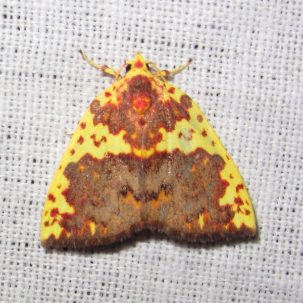 Siglophora sanguinolenta