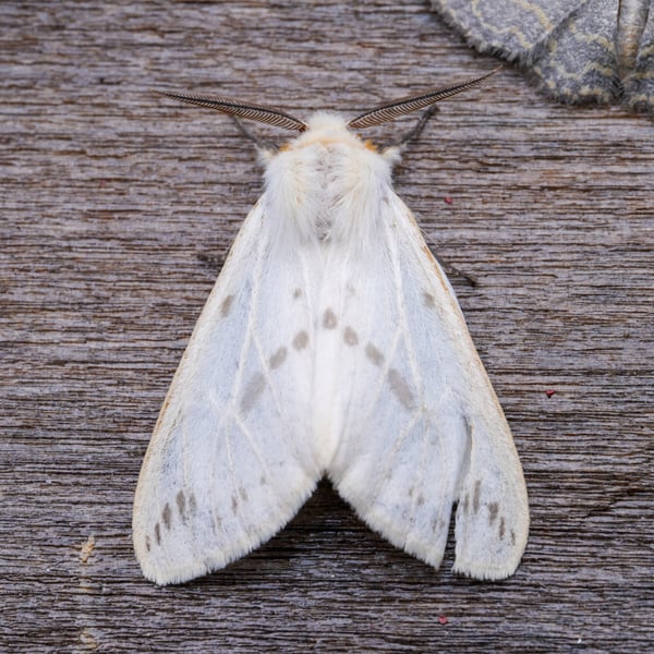 Lemyra rhodophilodes