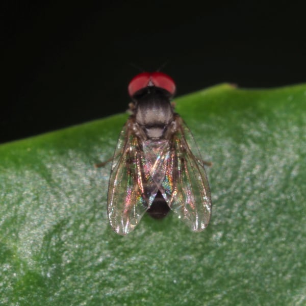 Lindneromyia