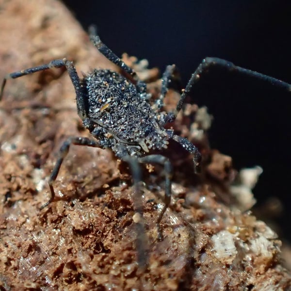 Dendrolasma dentipalpe