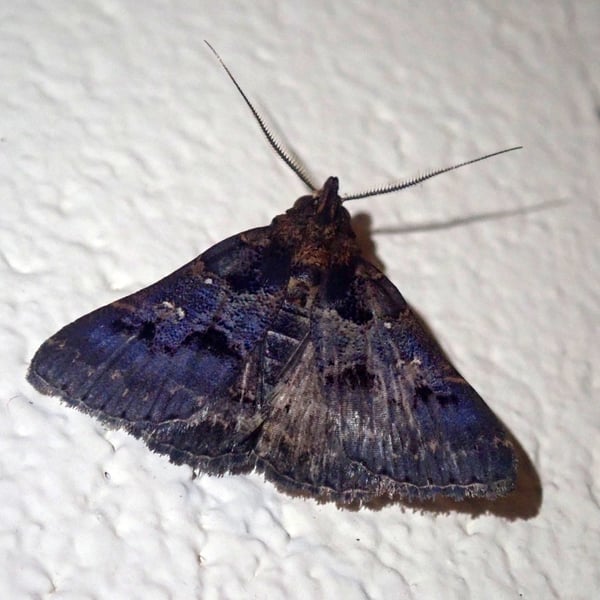 Bertula depressalis