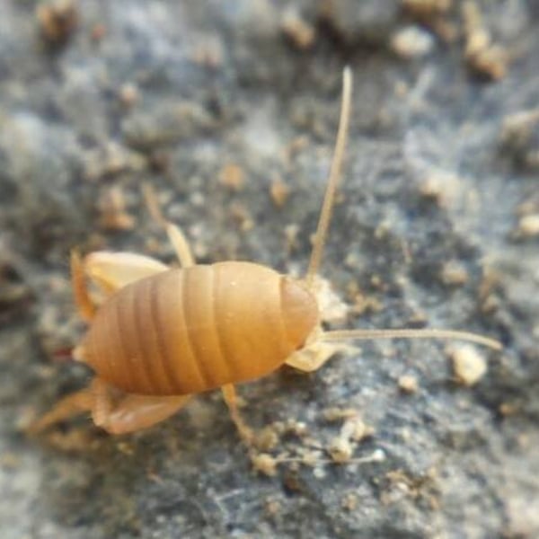 Myrmecophilus oregonensis