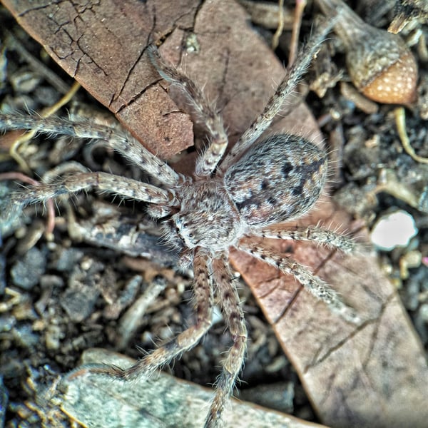 Isopedella cerussata